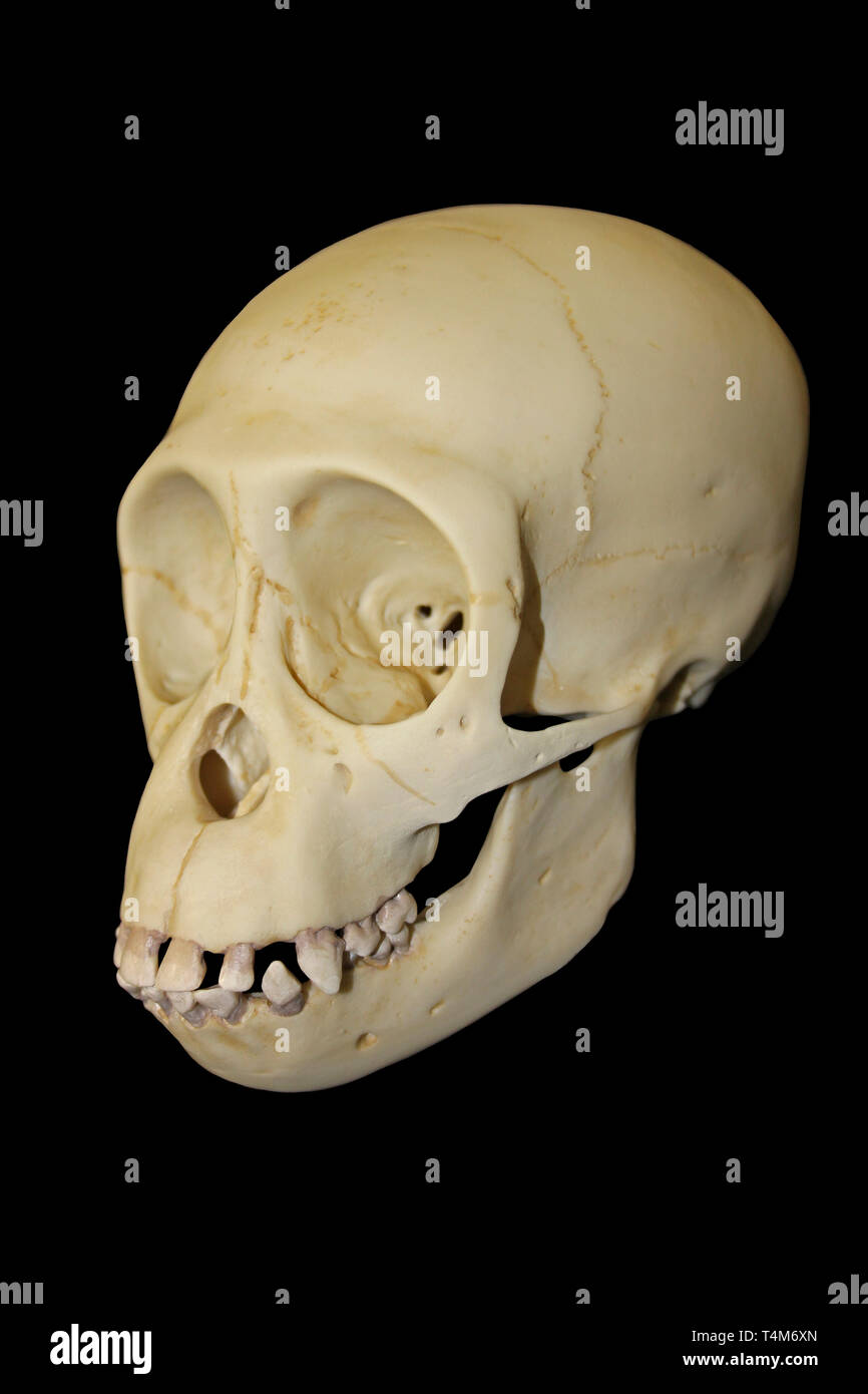 Young Chimpanzee Skull Stock Photo