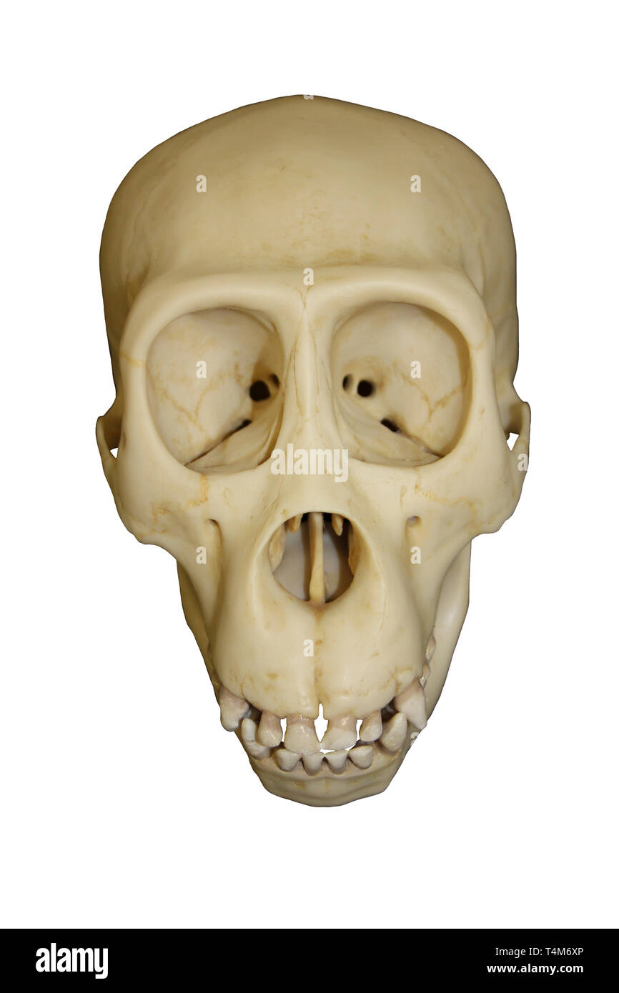 Young Gorilla Skull Stock Photo