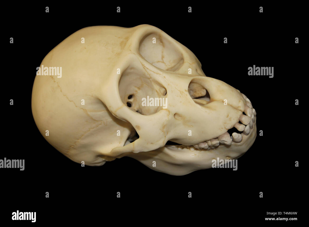 Young Gorilla Skull Stock Photo