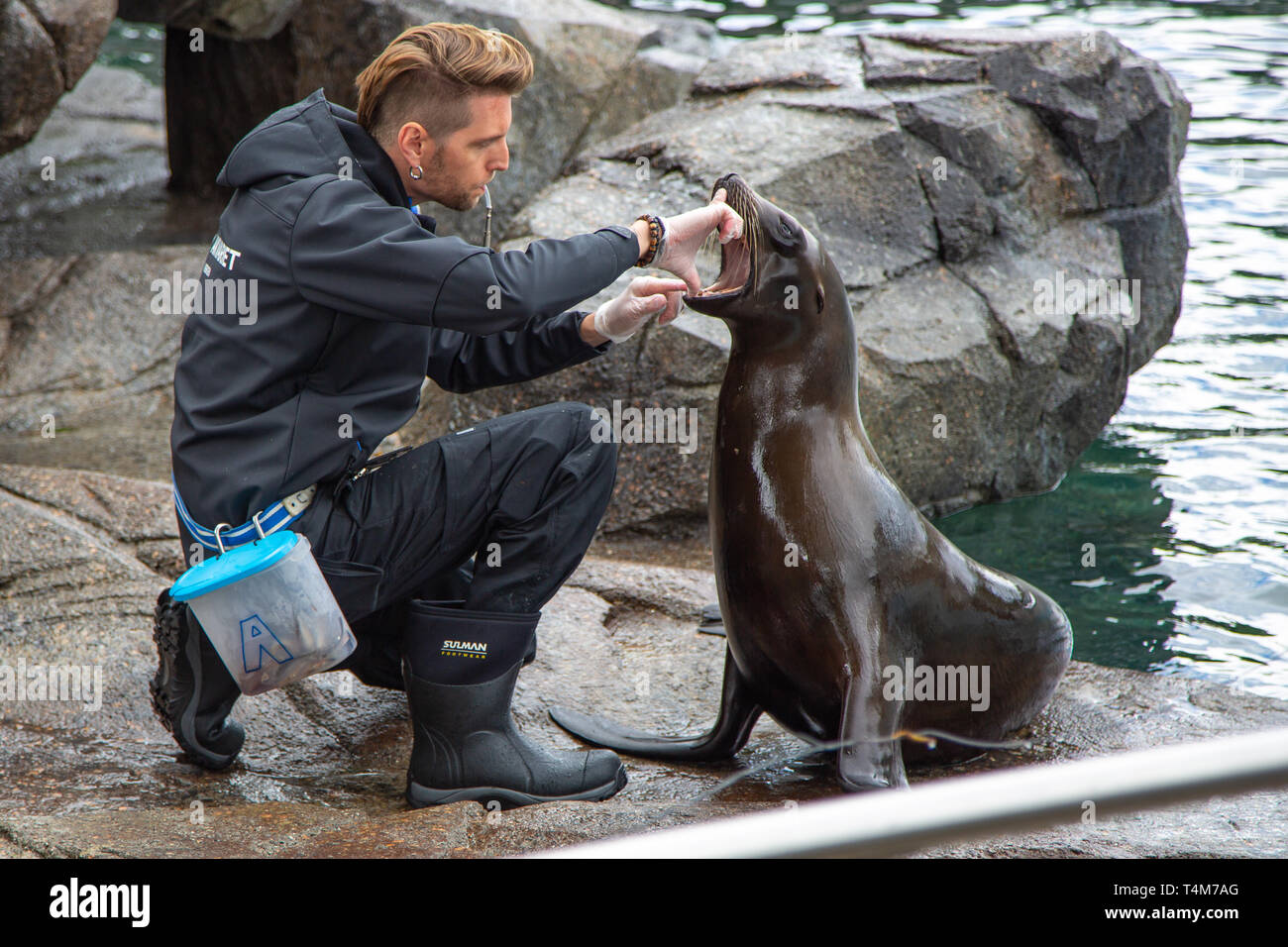 Seal show hires stock photography and images Alamy