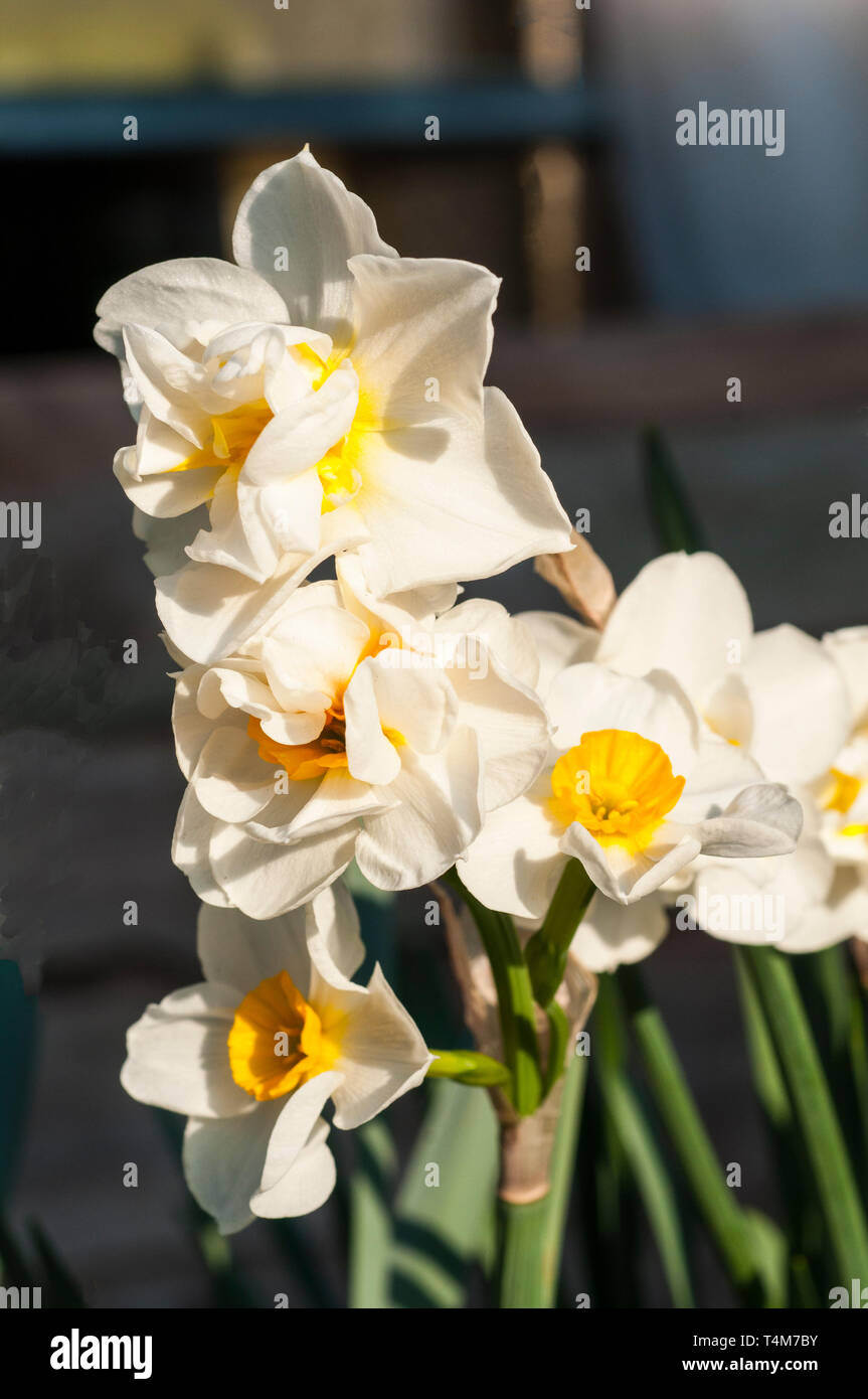 Narcissus Cheerfulness flowering in mid-spring  A Double Narcissus with white petals and a yellow cup that belongs to the Double group Division 4. Stock Photo