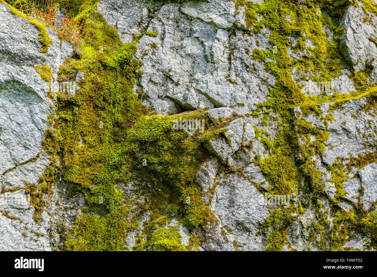 Moss On A Rock Face Relief And Texture Of Stone With Patterns And Moss Stone Natural Background Stone With Moss Stones Boulders Covered With Moss Stock Photo Alamy