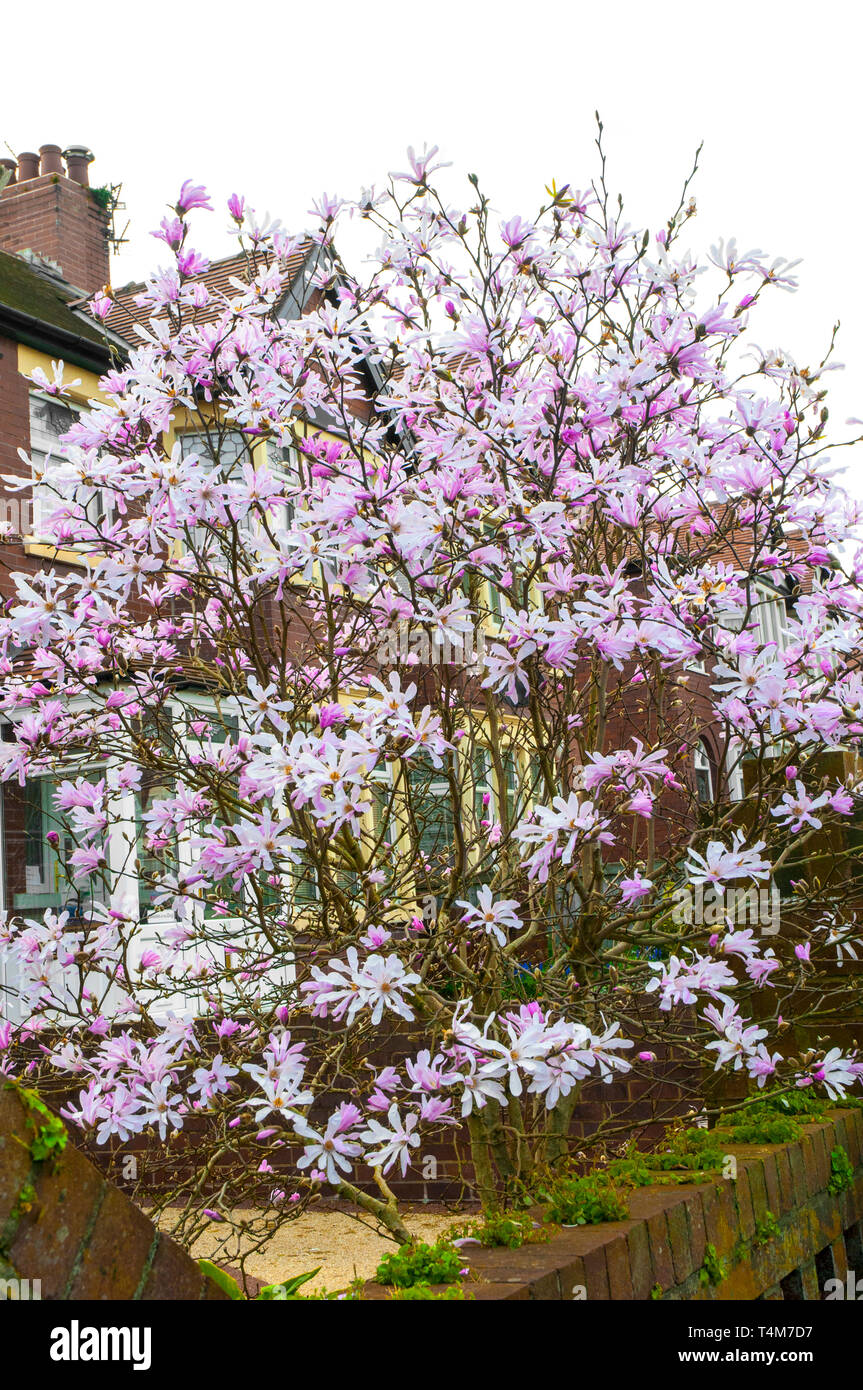 Magnolia Royal Star in flower in early spring  Bushy deciduous shrub with light pink buds and white star shaped flowers in mid to late spring Stock Photo
