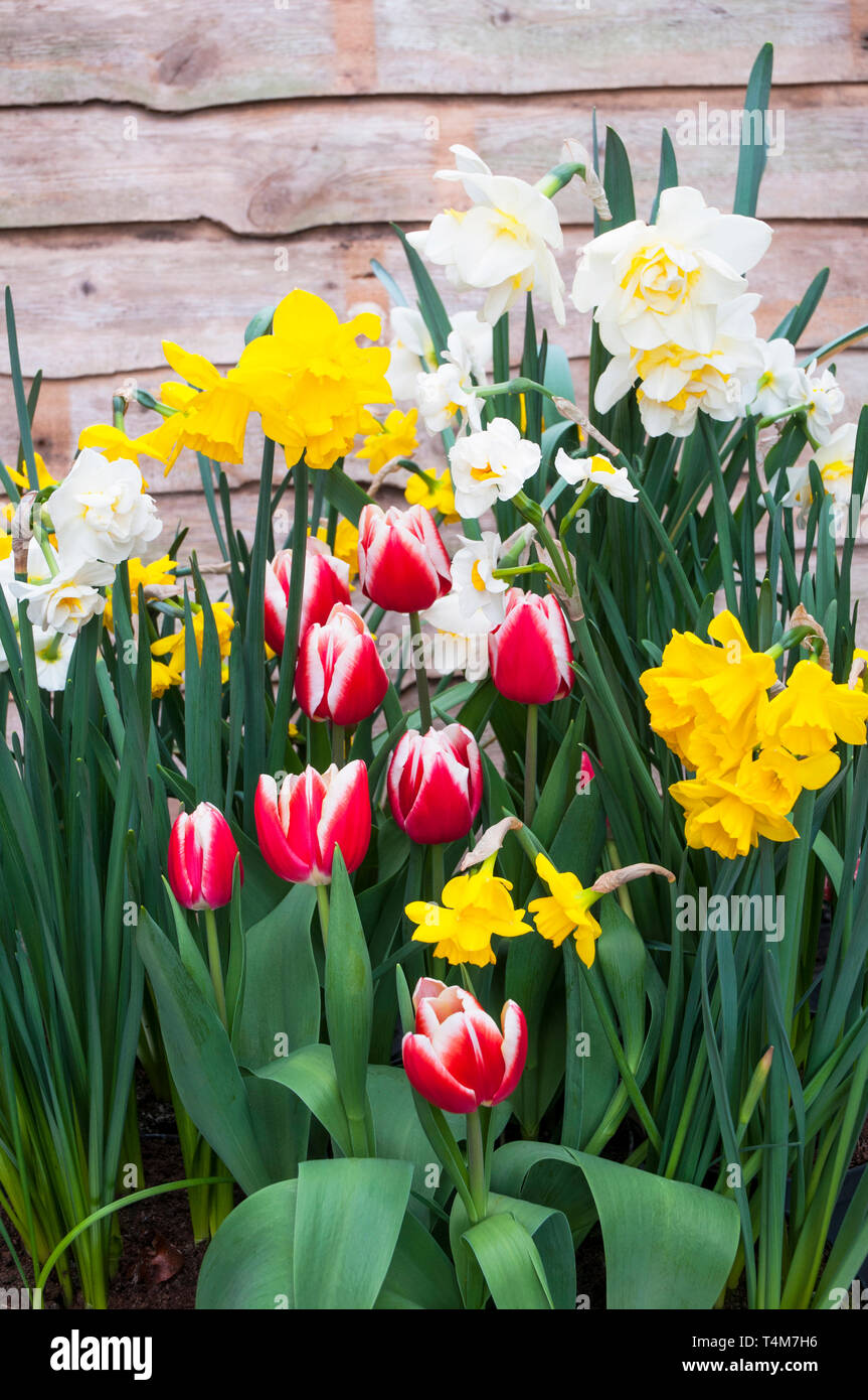 A selection of spring flowering Tulips and Narcissus in a border against a wooden fence Tulipa Leen van der Mark  Narcissus Ice King and Quail Stock Photo