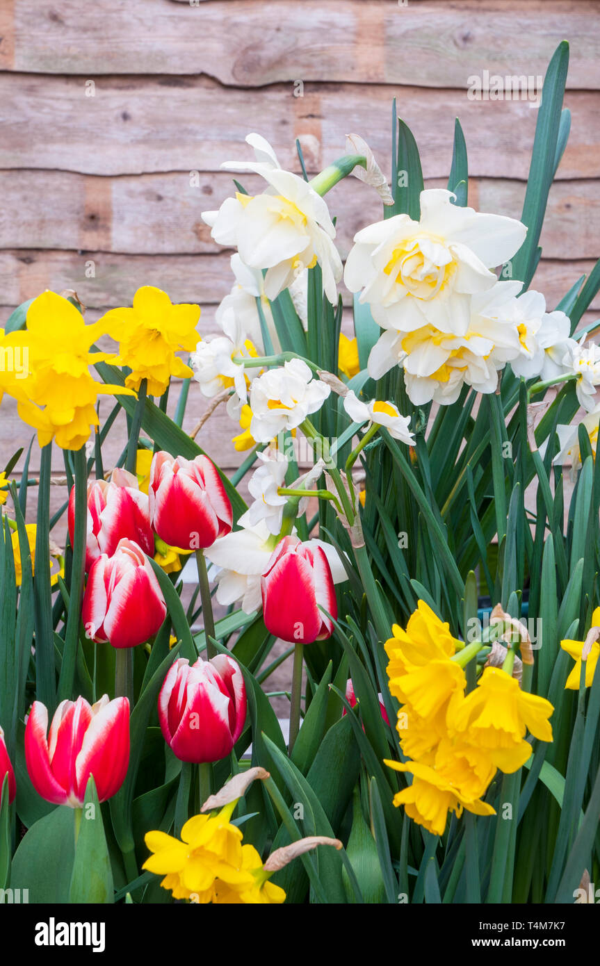 A selection of spring flowering Tulips and Narcissus in a border against a wooden fence Tulipa Leen van der Mark  Narcissus Ice King and Quail Stock Photo