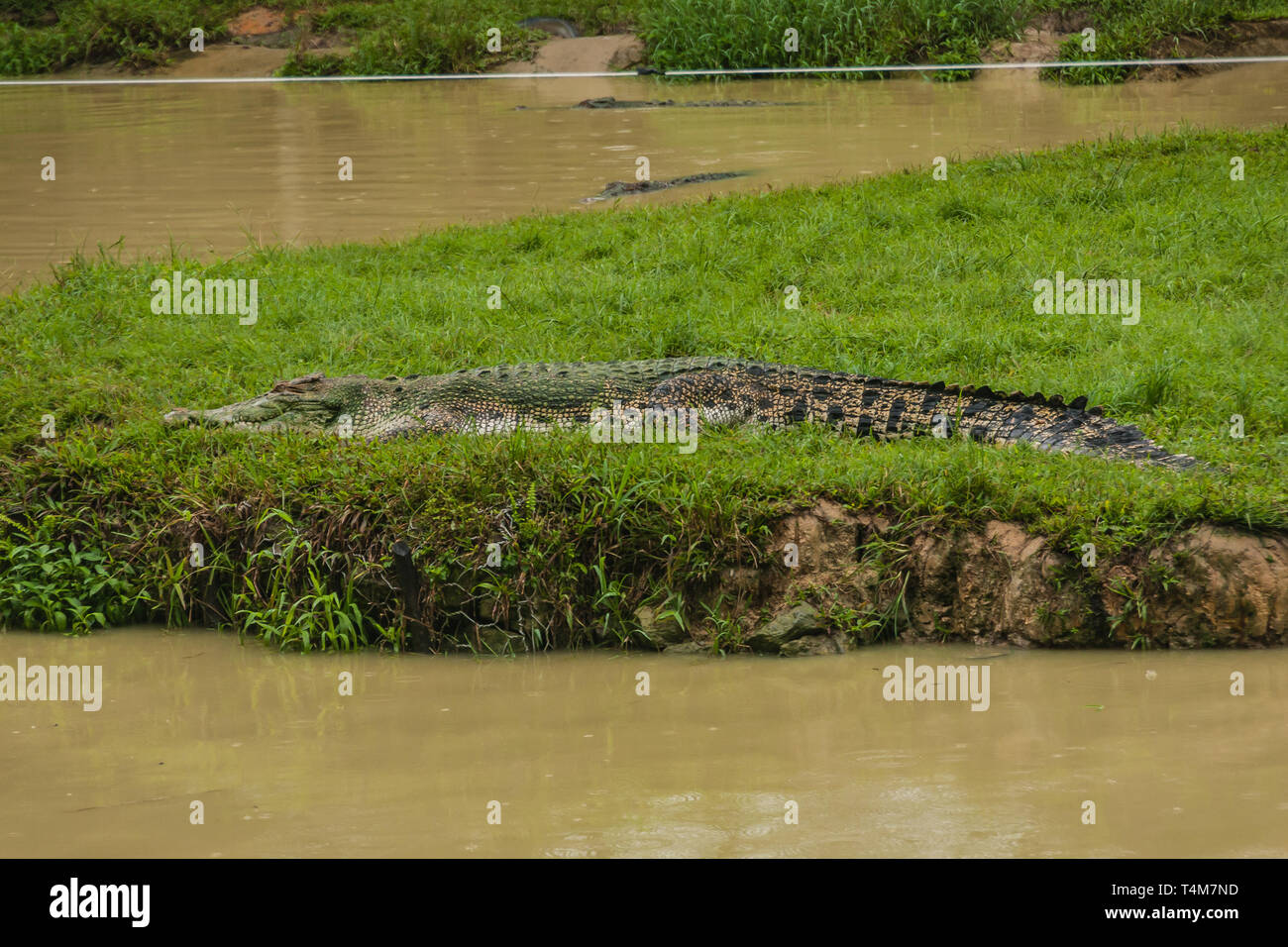 The saltwater crocodile (Crocodylus porosus) is a crocodilian native to saltwater habitats and brackish wetlands from India's east coast across Southe Stock Photo