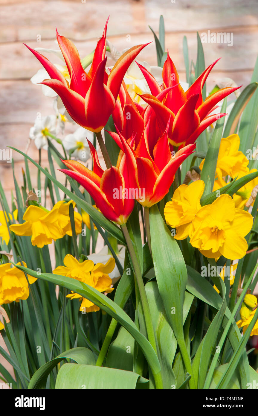 Tulips Aladdin in a border with narcissus Quail. Goblet shaped flowers Red with Yellow edges belonging to the Lily-flowered group of tulips Division 6 Stock Photo