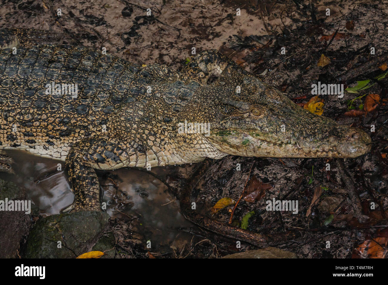 The saltwater crocodile (Crocodylus porosus) is a crocodilian native to saltwater habitats and brackish wetlands from India's east coast across Southe Stock Photo