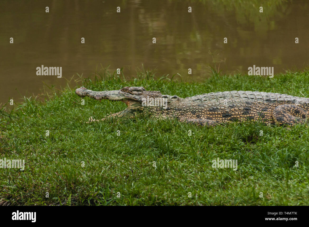 The saltwater crocodile (Crocodylus porosus) is a crocodilian native to saltwater habitats and brackish wetlands from India's east coast across Southe Stock Photo