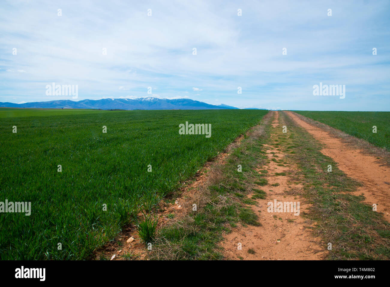 Concepto de cereales hi-res stock photography and images - Alamy