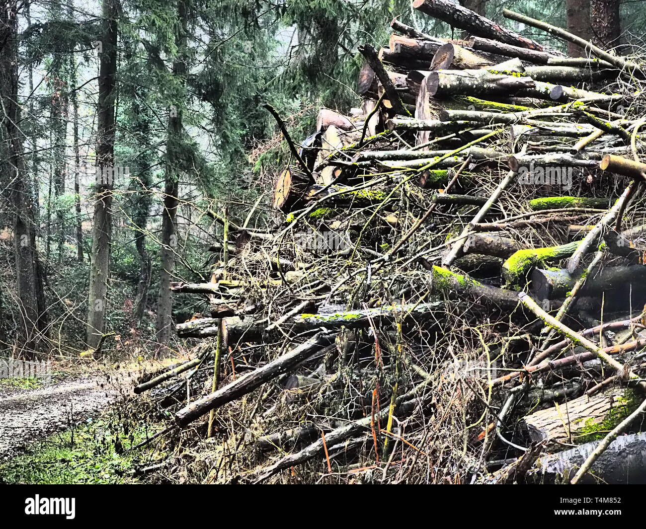 Pile of wood Stock Photo