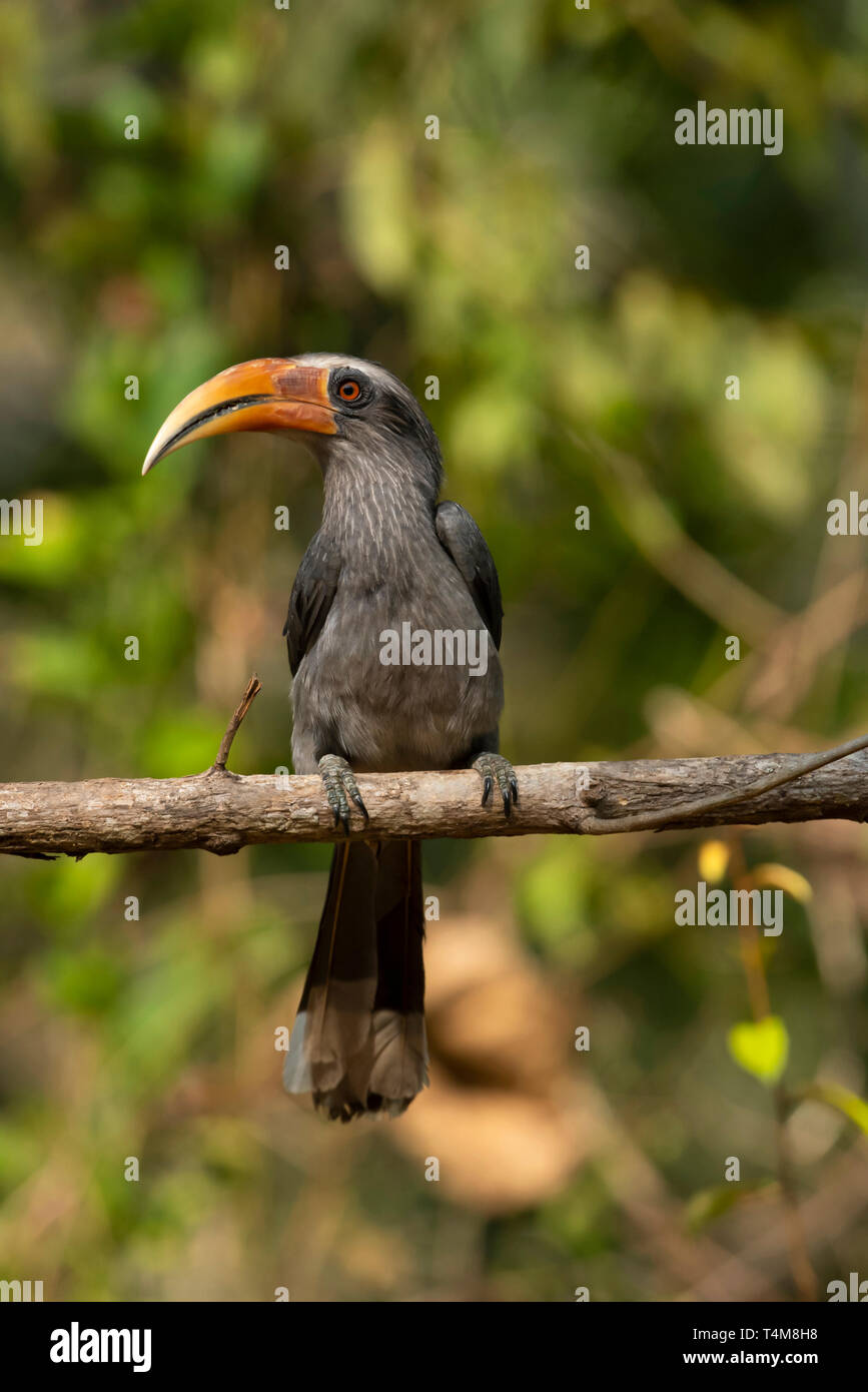 Malabar grey hornbill, Ocyceros griseus, male, Western ghats, India. Stock Photo