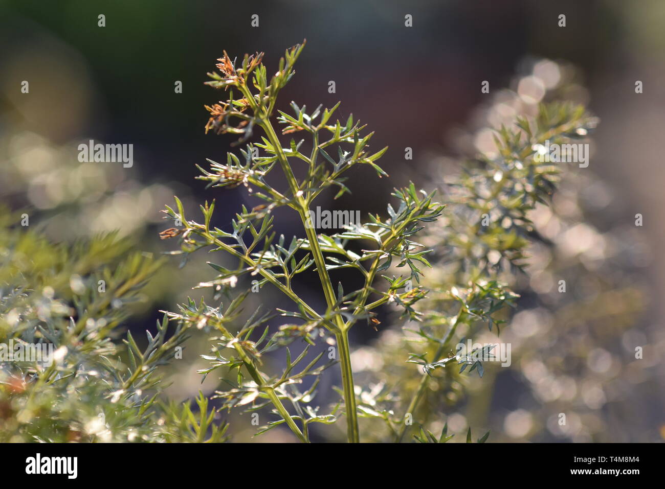 dew on bronze fennel leaves Stock Photo Alamy