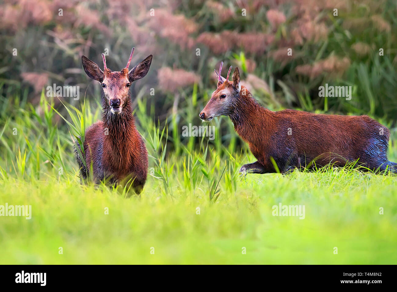 Red deers in a clearing in the wild Stock Photo