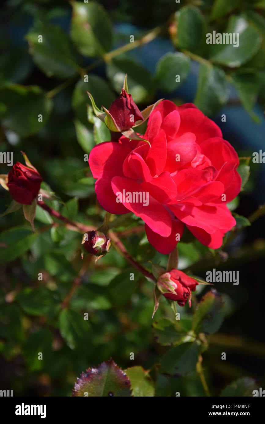 ruby flower carpet rose Stock Photo Alamy