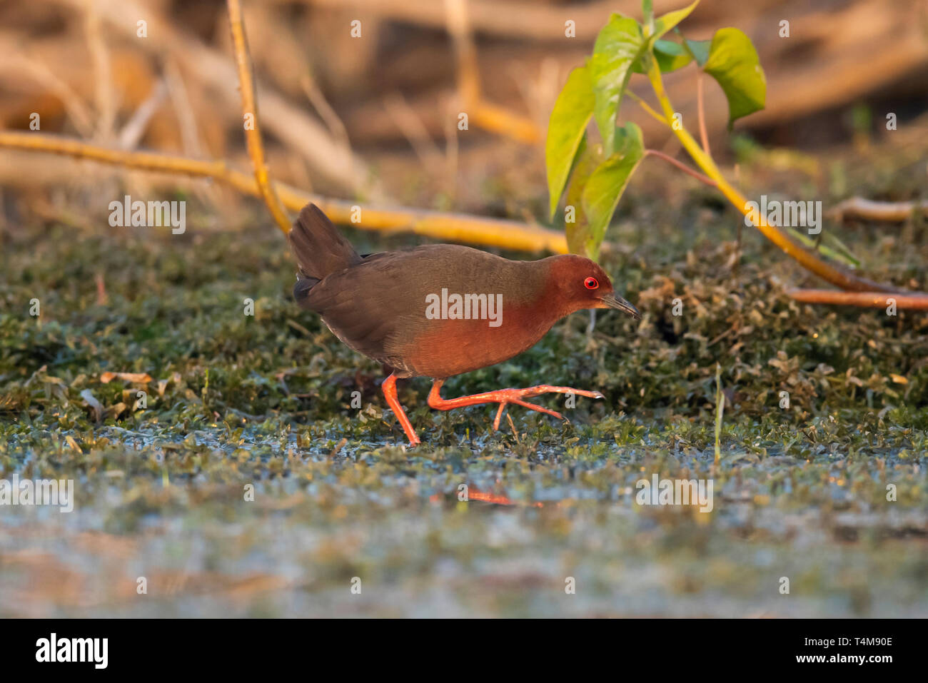 Ruddy-breasted crake, Porzana fusca, Pune, Maharashtra, India Stock ...