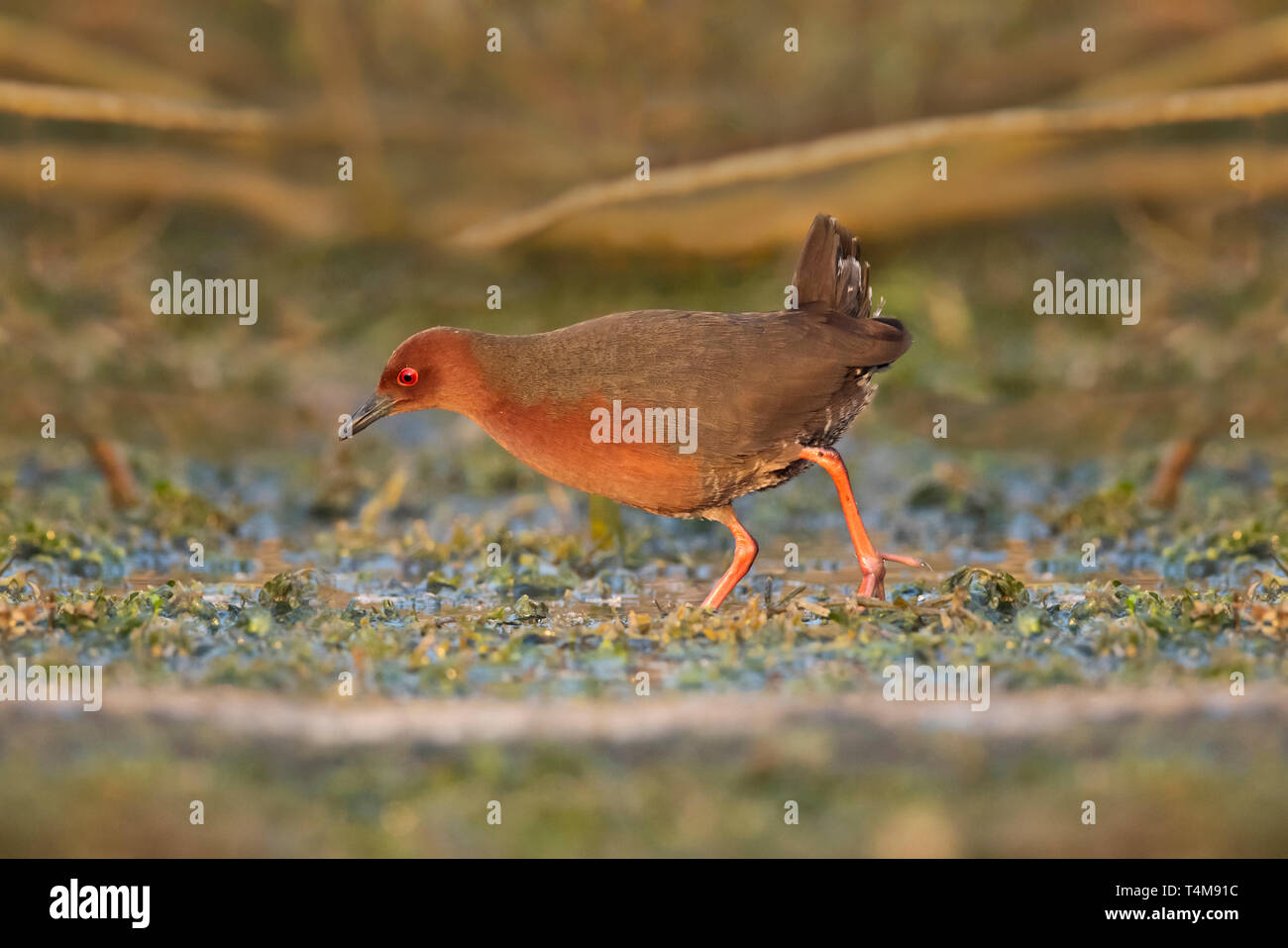 Ruddy-breasted crake, Porzana fusca, Pune, Maharashtra, India Stock ...