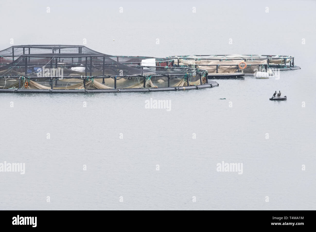 Fish farm salmon nets cages floats in sea water coast environment