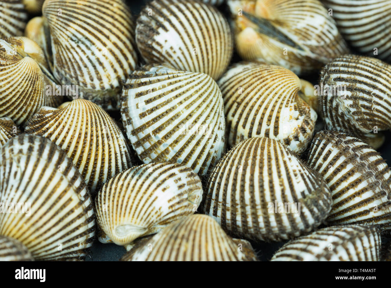 Cockles Cockle Shells Cardiidae High Resolution Stock Photography And ...