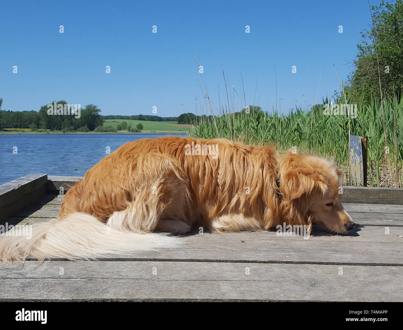 dog - golden retriever mix relaxing by a lake at a sunny day Stock ...