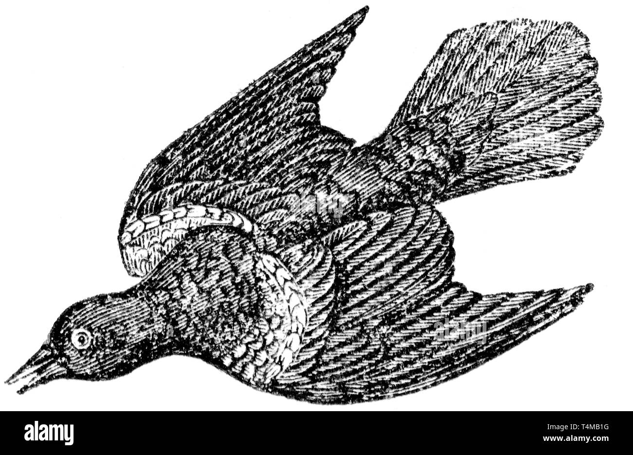 Wood cut engraved illustration, taken from 'The Treasury of Natural History' by Samuel Maunder, published 1848 Stock Photo