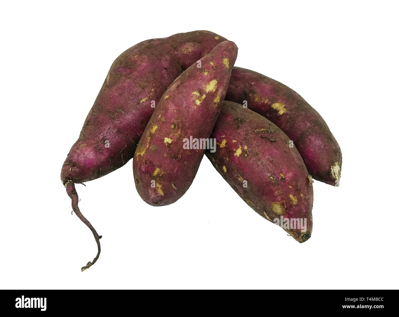 Purple sweet potato, large, starchy, sweet-tasting, tuberous roots and a root vegetable, isolated on white background. Stock Photo
