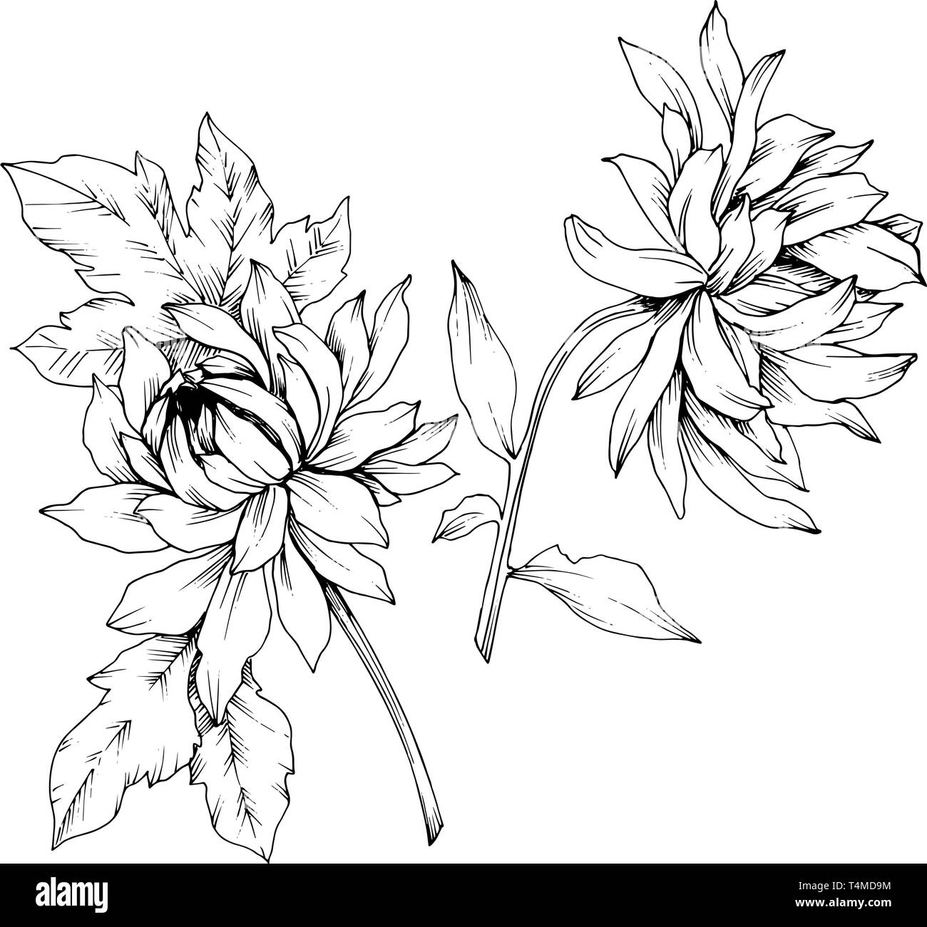 Vector Chrysanthemum floral botanical flowers. Black and white engraved ink art. Isolated flower illustration element. Stock Vector