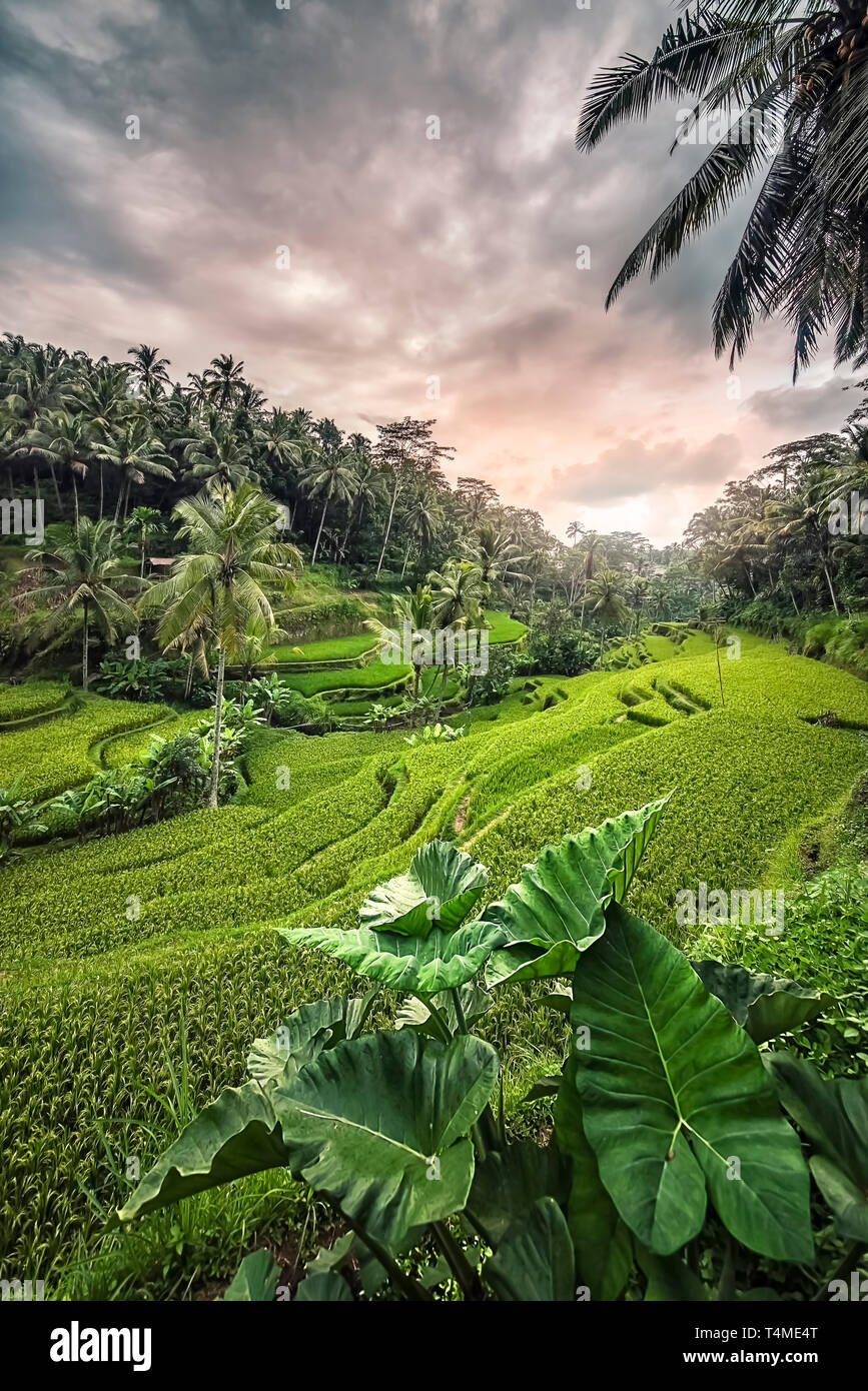 Tegallalang rice terrace in Ubud, Bali, Indonesia Stock Photo