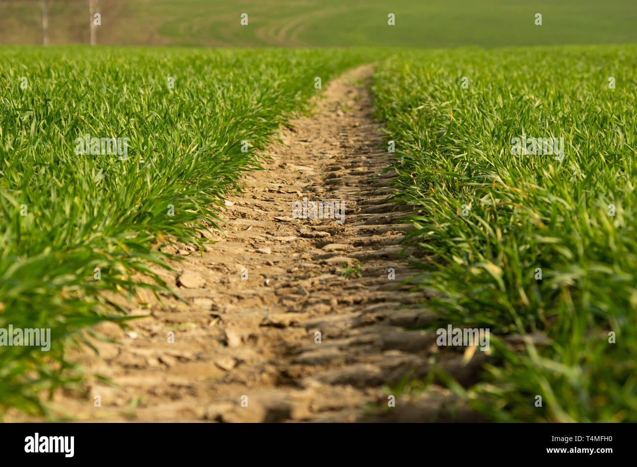 tire tracks of a tractor in a field of young wheat during evening ...