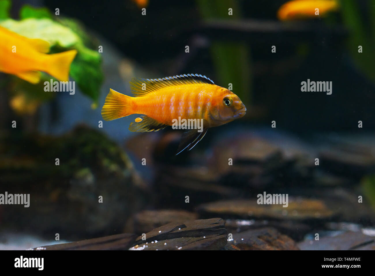 Suloos Fish Fishes, Saulos's Mbuna, Male of Pseudotropheus saulosi, Cichlidae ...