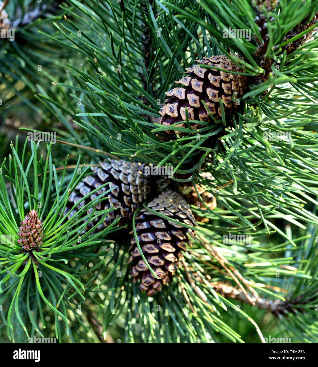 Lodgepole Pine Cones Stock Photo