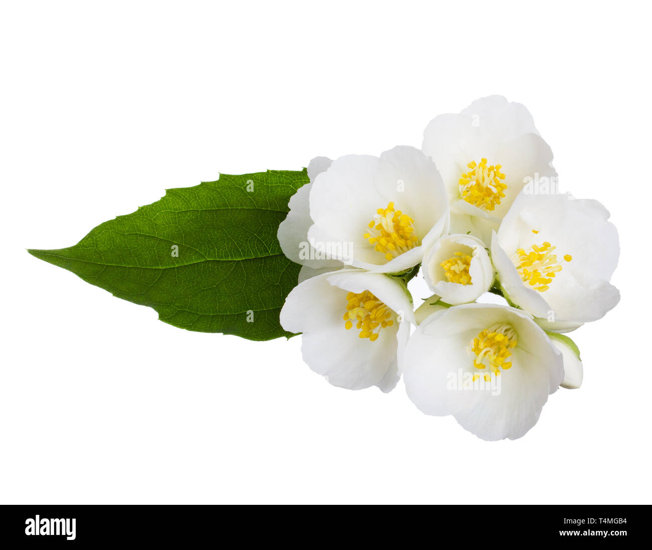 Jasmine flowers isolated on white Stock Photo - Alamy