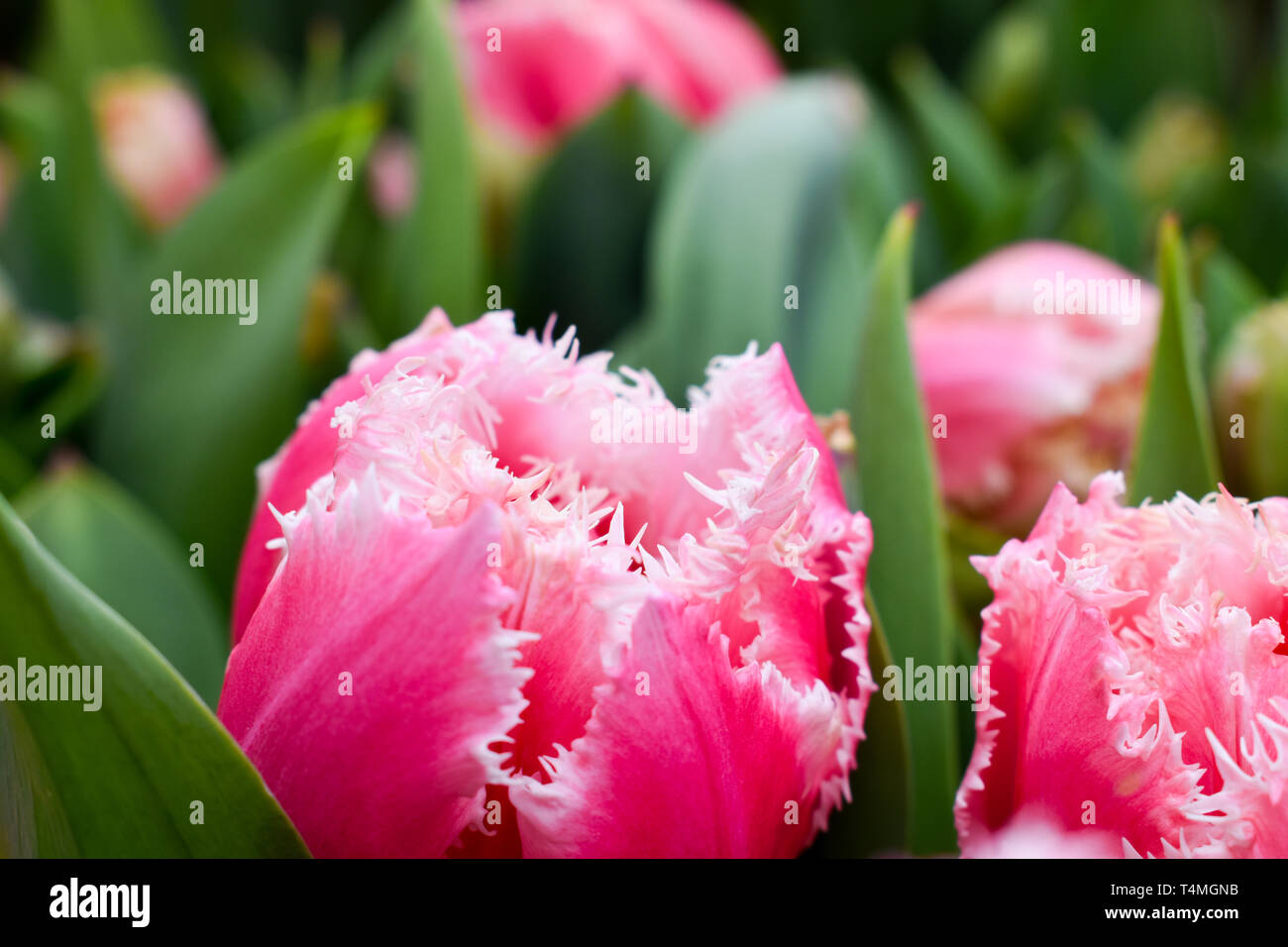 Tulip fields april hi-res stock photography and images - Alamy