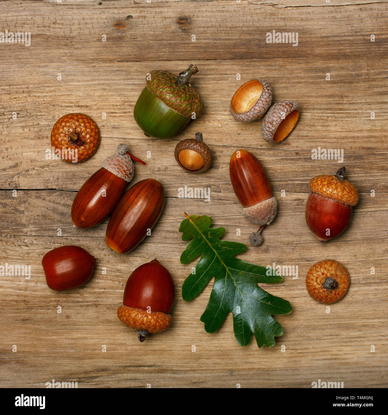 Acorns in art hi-res stock photography and images - Alamy