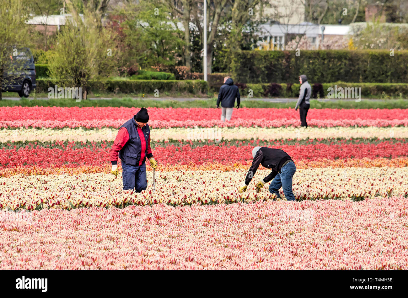 Noordwijkerhout, The Netherlands, April 15, 2019: four labourers at work in multi-colored tulip fieds Stock Photo