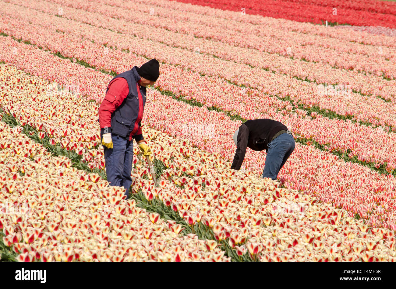Noordwijkerhout, The Netherlands, April 15, 2019: two labourers at work in red and pink tulip fields Stock Photo