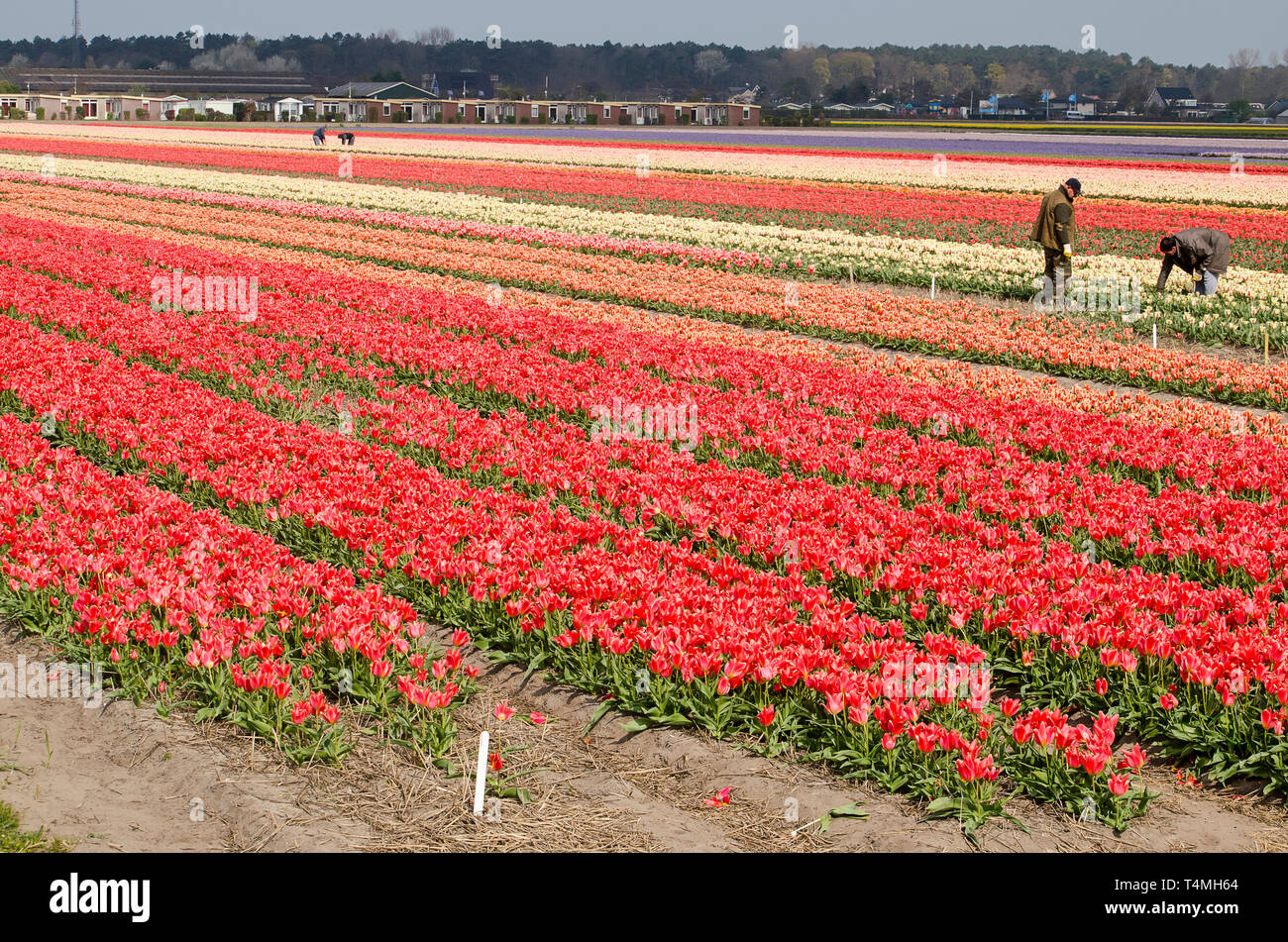 Noordwijkerhout, The Netherlands, April 15, 2019: multi-colored tulip field with several agricultural labourers at work Stock Photo