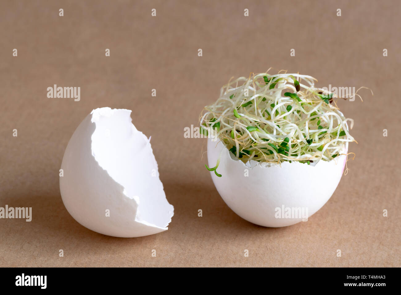 Fresh alfalfa sprouts making a nest inside a white egg shell. Easter
