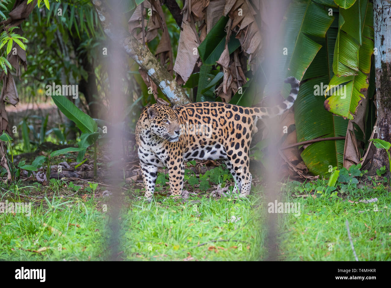 Jaguar in Guiana zoo, Guyana, Cayenne, France Stock Photo