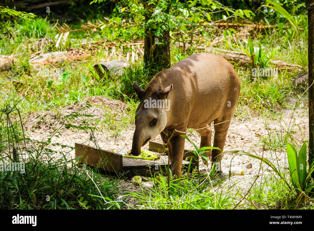 Animal in Guiana zoo, Guyana, Cayenne, France Stock Photo Alamy