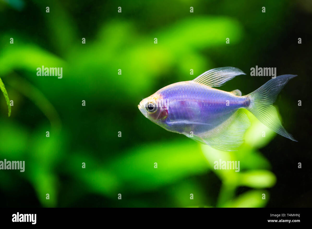 The blue tetra glofish or Gymnocorymbus ternetzi, freshwater aquarium fish Stock Photo