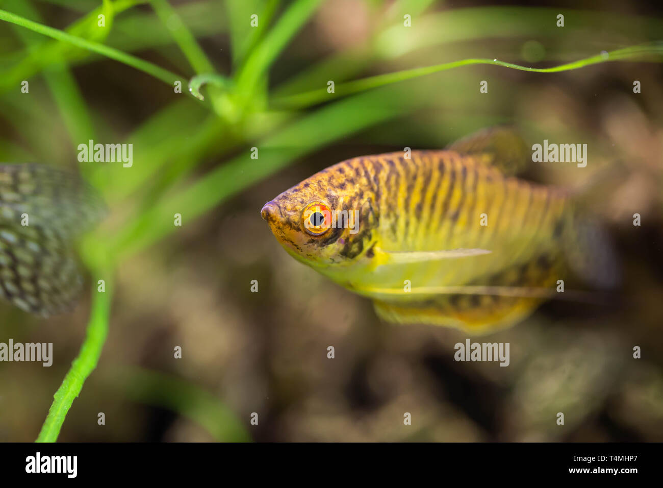 Freshwater aquarium fish, gourami from Asia or trichopodus leeri Stock Photo