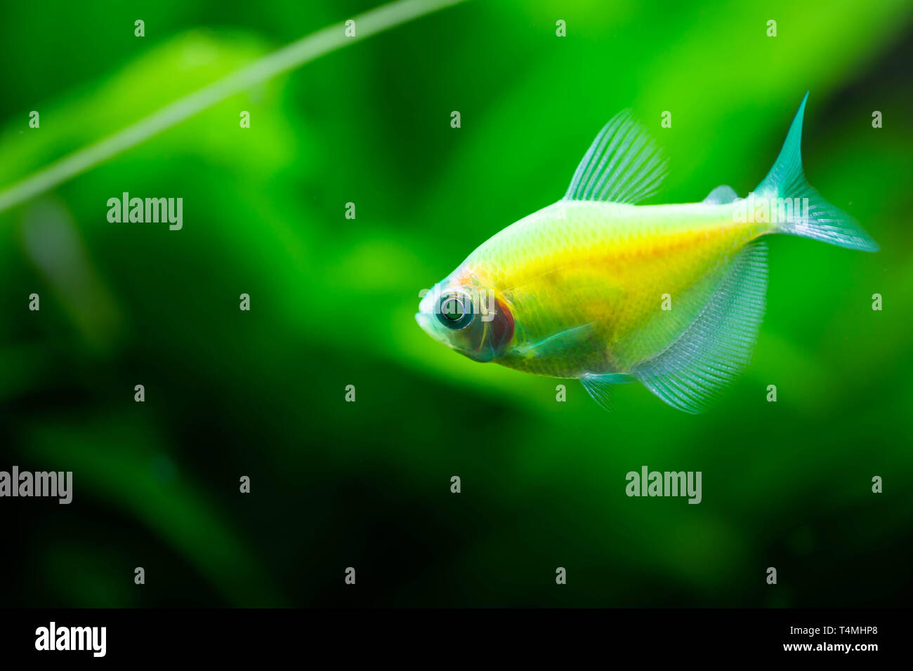 The green tetra glofish or Gymnocorymbus ternetzi, freshwater aquarium fish Stock Photo