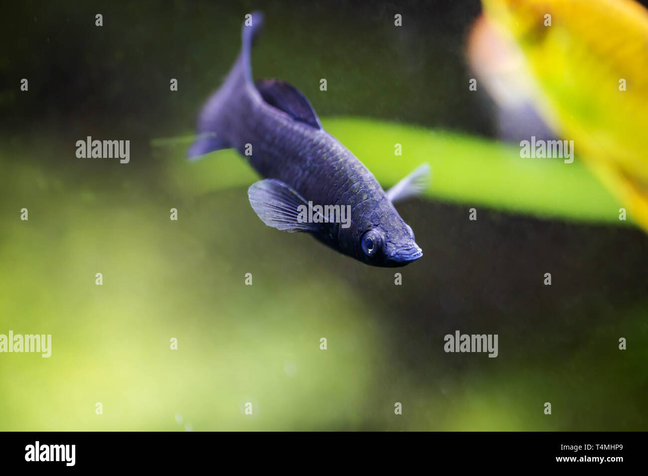 Lyretail Molly black fish, freshwater aquarium fish Stock Photo