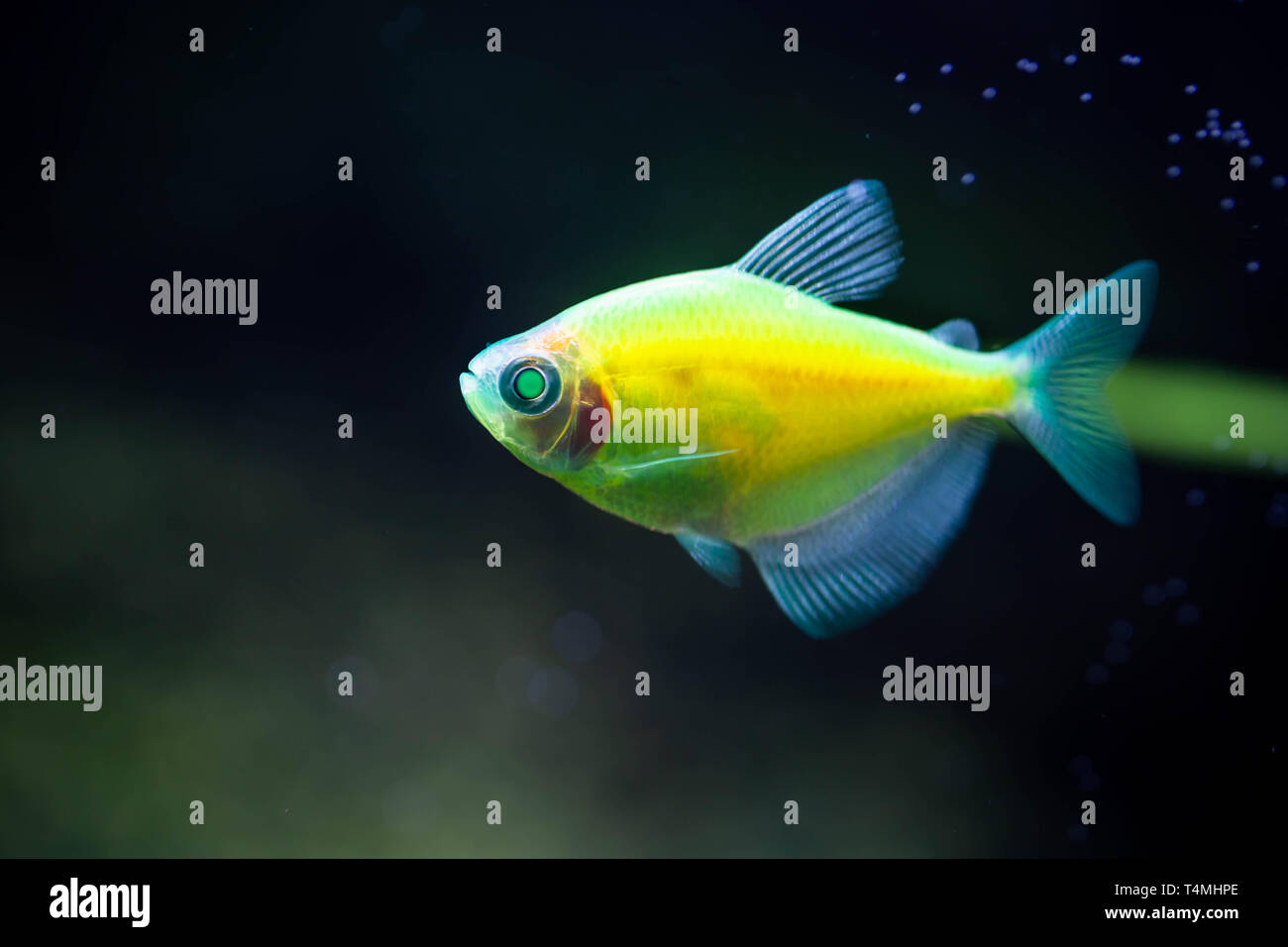 The green tetra glofish or Gymnocorymbus ternetzi, freshwater aquarium fish Stock Photo