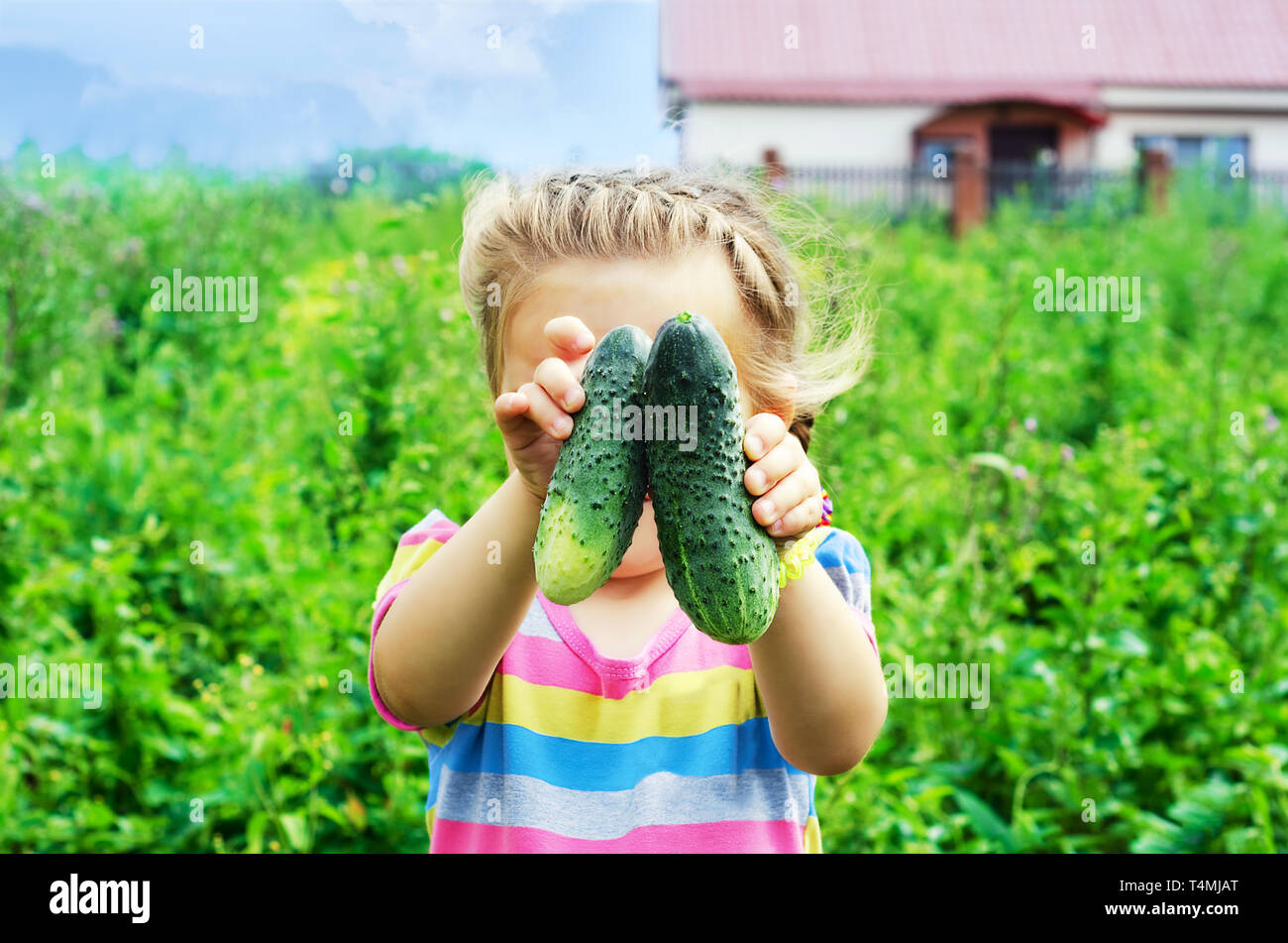 Grown young and delicious cucumbers, keep children's hands Stock Photo