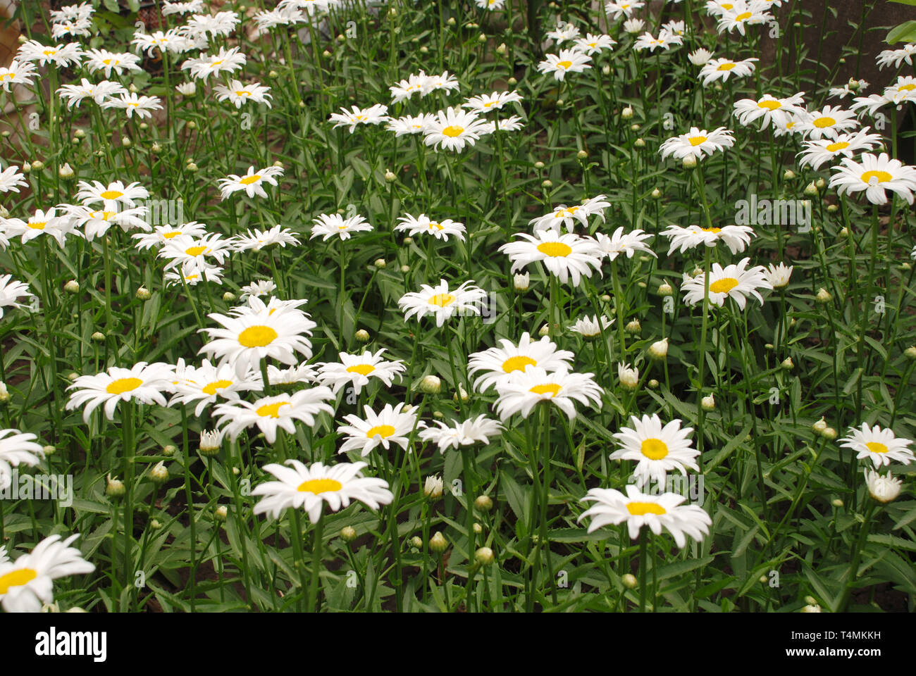 Flowering of daisies. Oxeye daisy, Leucanthemum vulgare, daisies, Common daisy, Dog daisy, Moon