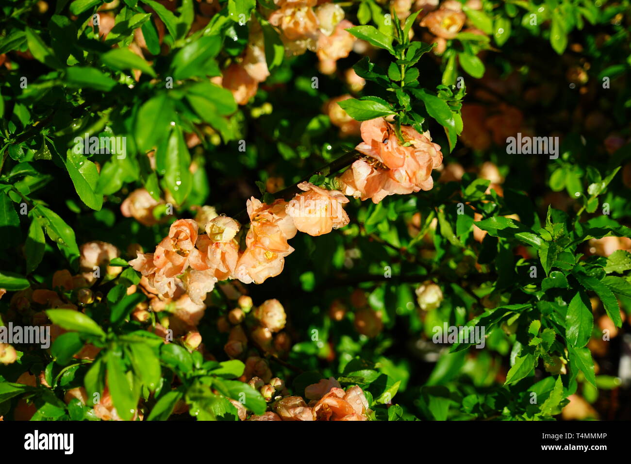 Red orange blooms of flowering quince chaenomeles shrub Stock Photo