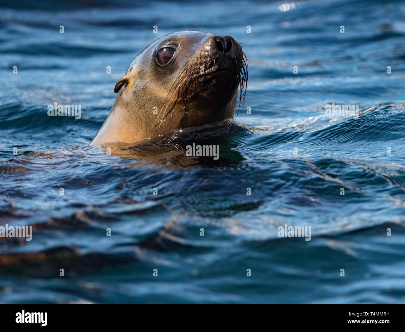 A curious California sea lion in the water around Los Islotes, Baja California Sur, Mexico Stock Photo