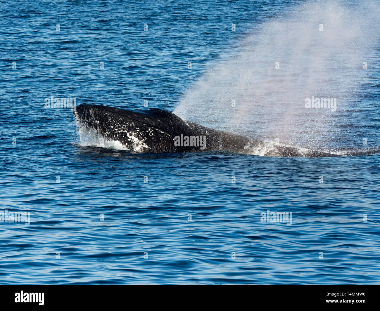 An aggressive humpback whale charges at the surface off of San Jose del Cabo, Baja California Sur, Mexico Stock Photo